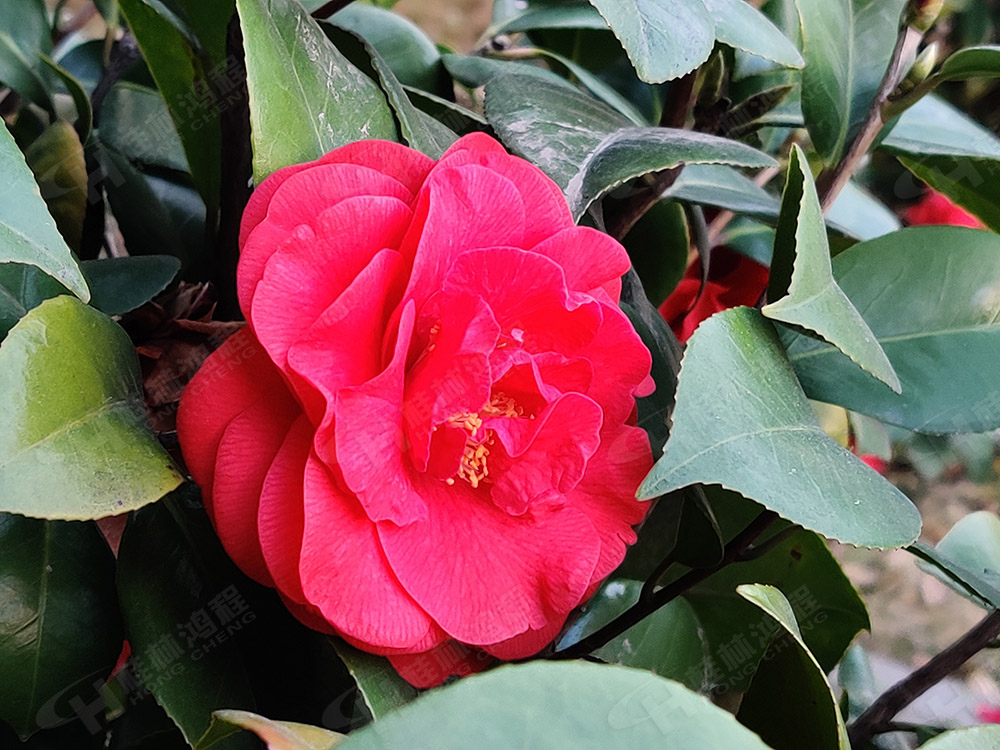 桂林鴻程花團錦簇，滿園春色，邀您一起共賞春景，共商大計！